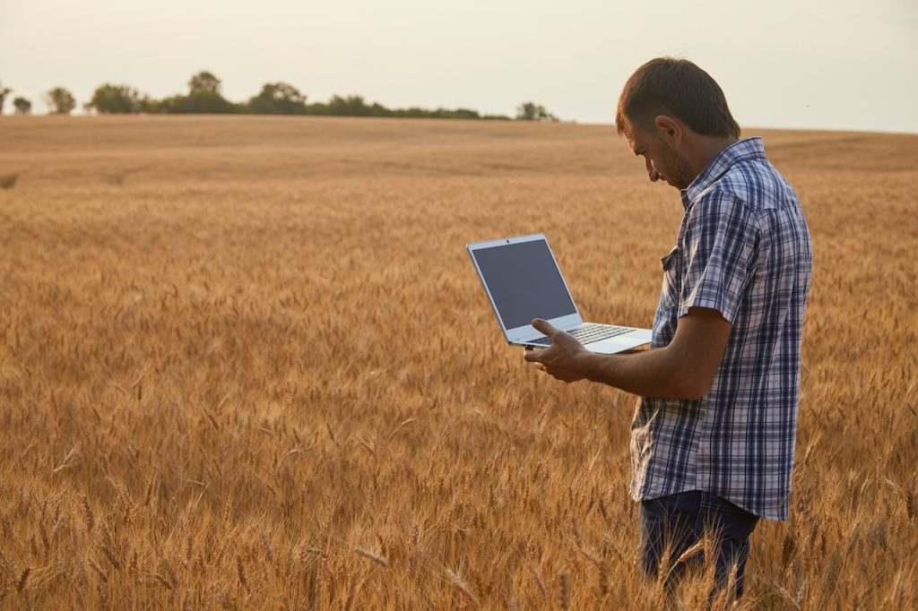 Farmer agronomist works with a laptop in a wheat field, analyzing the impact of the weather forecast on the harvest.